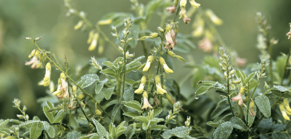 Astragalus membranaceus: prepariamoci alla stagione fredda